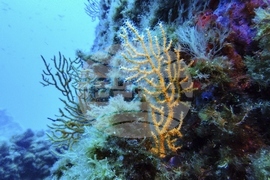 Climate High Seas Treaty