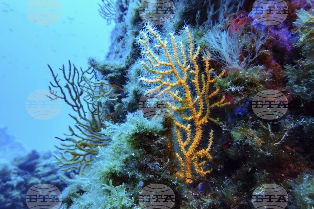 Climate High Seas Treaty