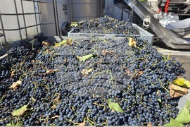 Благоевград - Винарска изба "Логодаж"