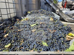 Благоевград - Винарска изба "Логодаж"