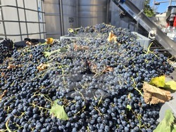 Благоевград - Винарска изба "Логодаж"