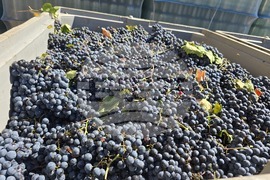 Благоевград - Винарска изба "Логодаж"