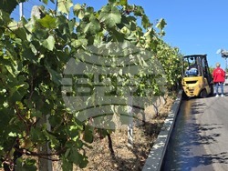 Благоевград - Винарска изба "Логодаж"