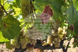 Благоевград - Винарска изба "Логодаж"