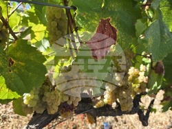 Благоевград - Винарска изба "Логодаж"