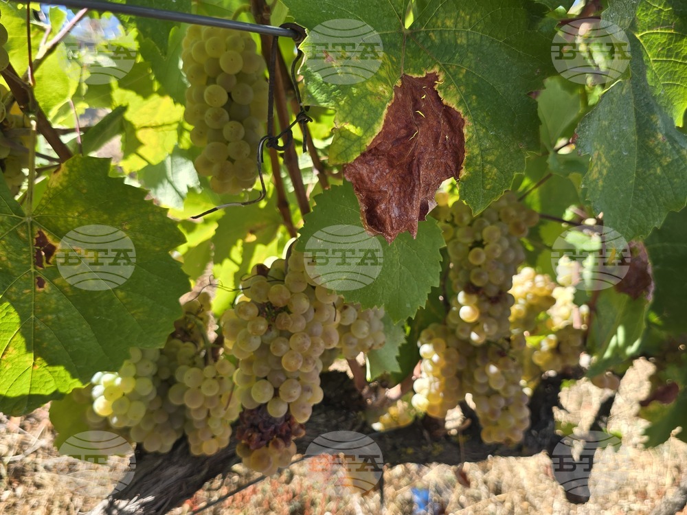 Фестивалът Struma Wine Fest ще се проведе в района на Мелник за първи път 