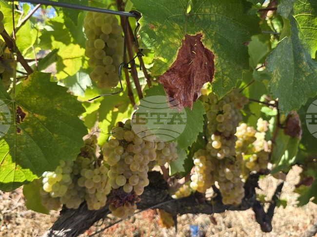 Фестивалът Struma Wine Fest ще се проведе в района на Мелник за първи път 