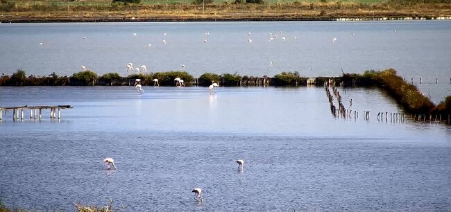 Нова камера следи в реално време и предава онлайн живота на птиците в лагуната на Атанасовското езеро 