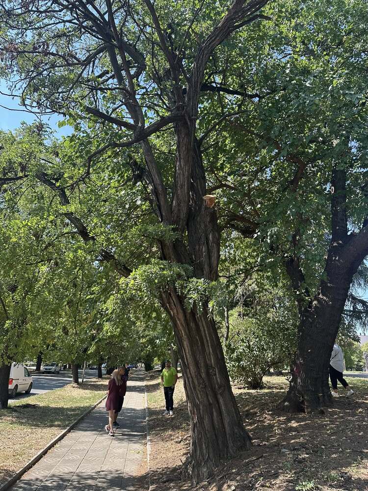 Община Стара Загора: Промени в транспорта по бул. „Славянски“, предизвикани от мерки за зелената среда, ще важат и за 23 септември