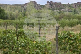 Видин - винарска изба „Боровица“ - нова реколта Гаме Ноар