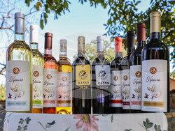 Село Тополово - Винарна „Тополово“