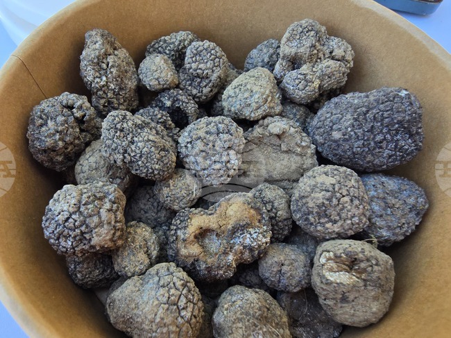 Близо 30 кучета участваха в седмото издание на "Трюфел фест" в Угърчин