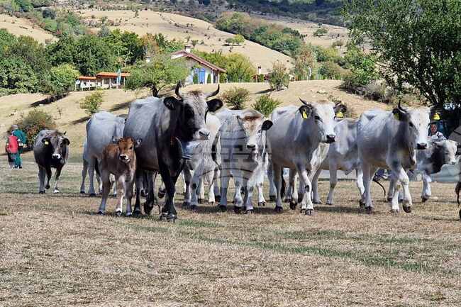 Автохтонни породи говеда, коне и кучета дефилираха на XX национален събор за опазване на българските породи животни в местността Паниците