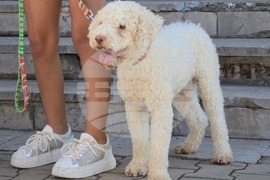 Угърчин - Трюфел фест