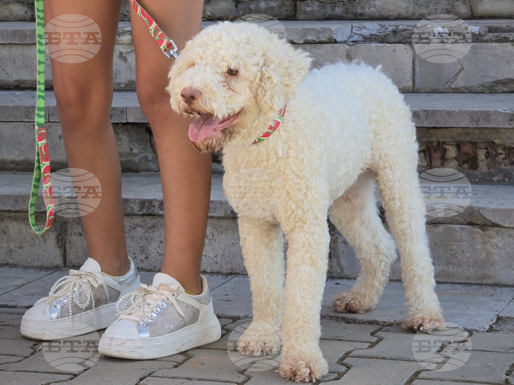 Угърчин - Трюфел фест