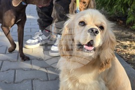 Угърчин - Трюфел фест