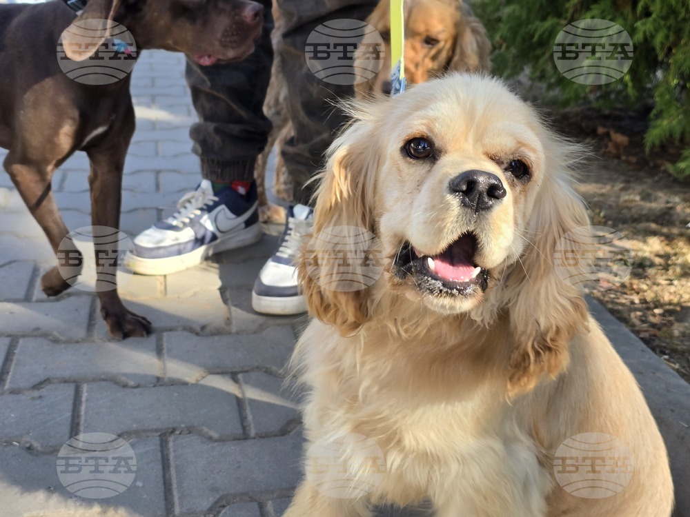 Угърчин - Трюфел фест