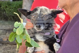 Угърчин - Трюфел фест