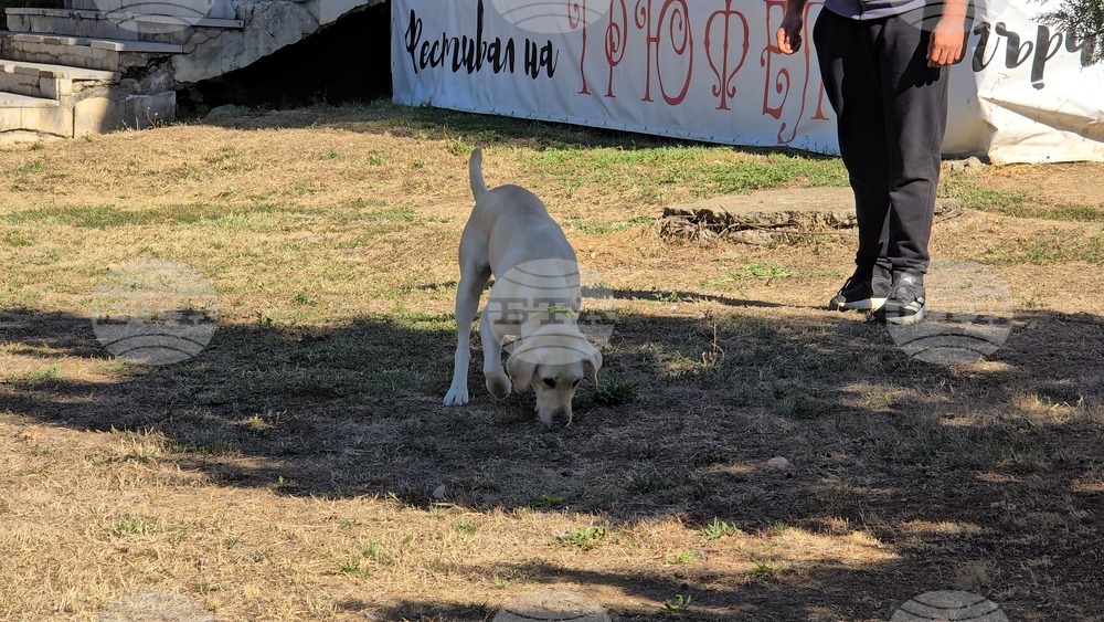Угърчин - Трюфел фест