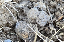 Угърчин - Трюфел фест