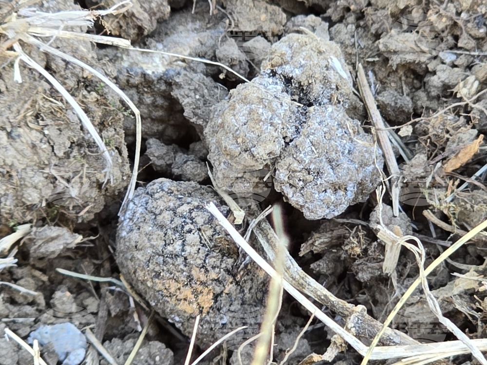 Угърчин - Трюфел фест