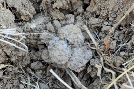 Угърчин - Трюфел фест