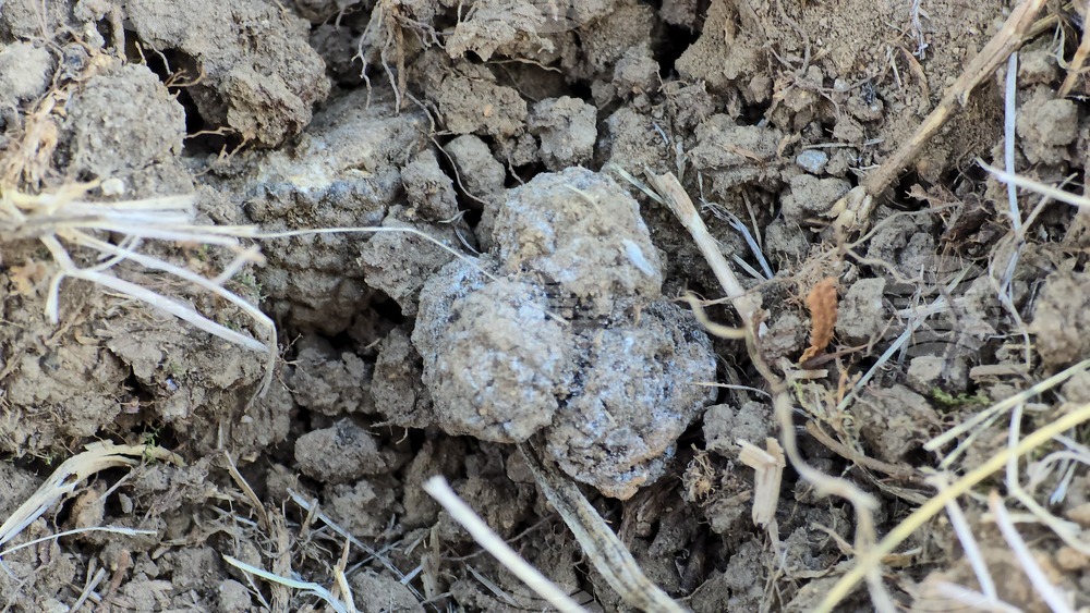 Угърчин - Трюфел фест