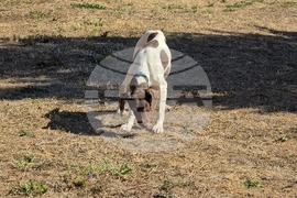 Угърчин - Трюфел фест