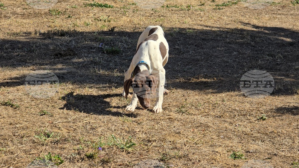 Угърчин - Трюфел фест