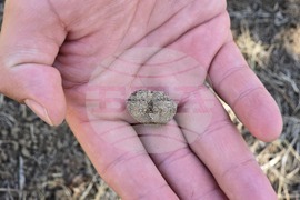 Угърчин - Трюфел фест