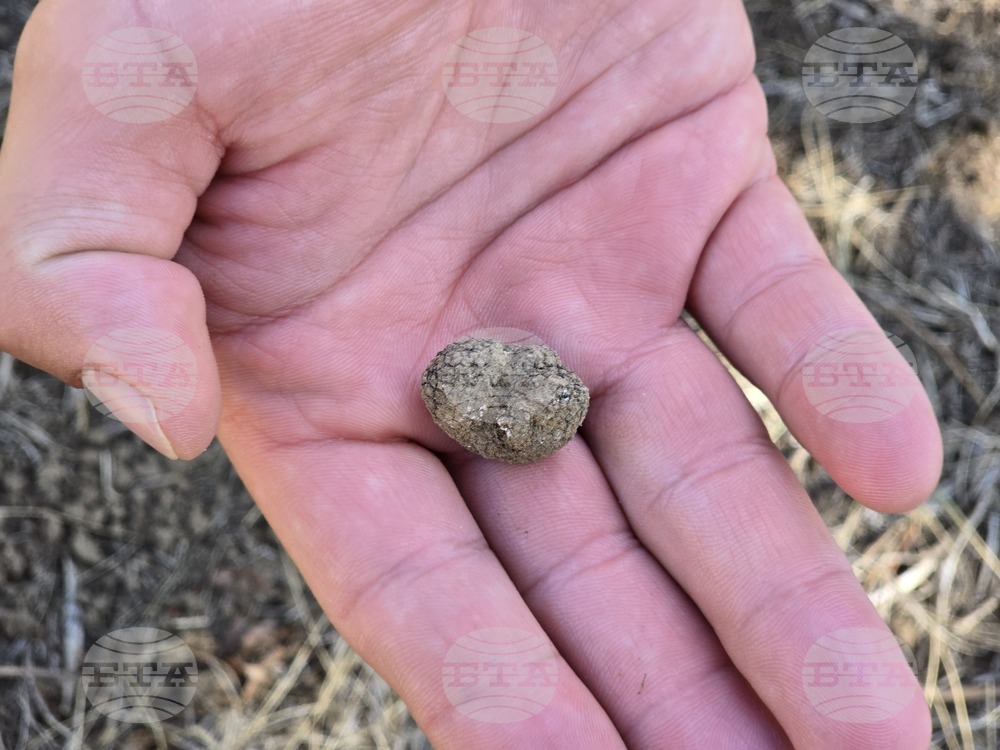 Угърчин - Трюфел фест