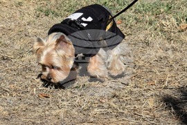 Угърчин - Трюфел фест