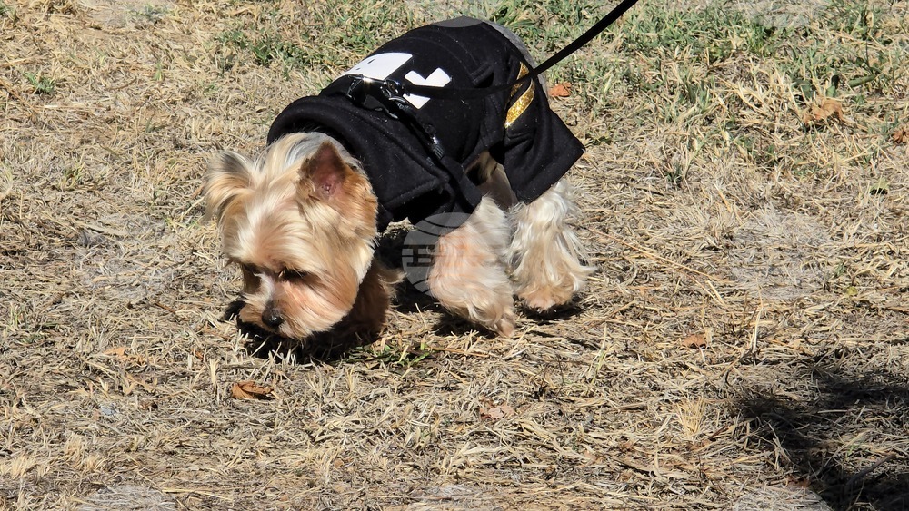 Угърчин - Трюфел фест