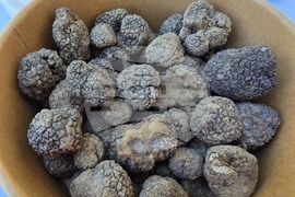 Угърчин - Трюфел фест