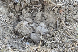 Угърчин - Трюфел фест