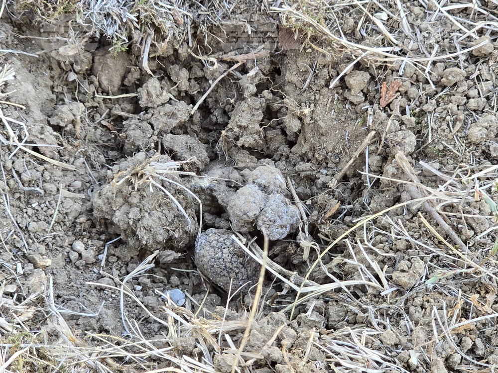 Угърчин - Трюфел фест