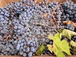 Златарица - Село Горско Ново село – Винарска изба „Хотул Бунар“