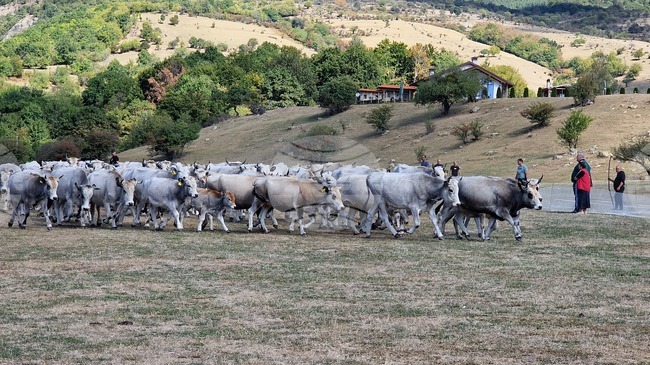 До 27 април е отворен прием по помощ "де минимис" за земеделски стопани в сектор „Говеждо месо“, съобщават от Държавен фонд „Земеделие“