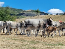 Местност „Паниците“ - събор - български селскостопански животни