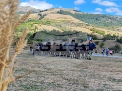 Местност „Паниците“ - събор - български селскостопански животни
