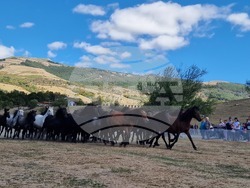 Местност „Паниците“ - събор - български селскостопански животни