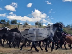 Местност „Паниците“ - събор - български селскостопански животни