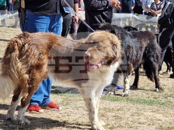 Местност „Паниците“ - събор - български селскостопански животни