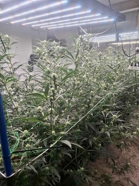 Седем души са задържани след акция на ГДБОП в София и Перник, при която са разбити пет наркооранжерии