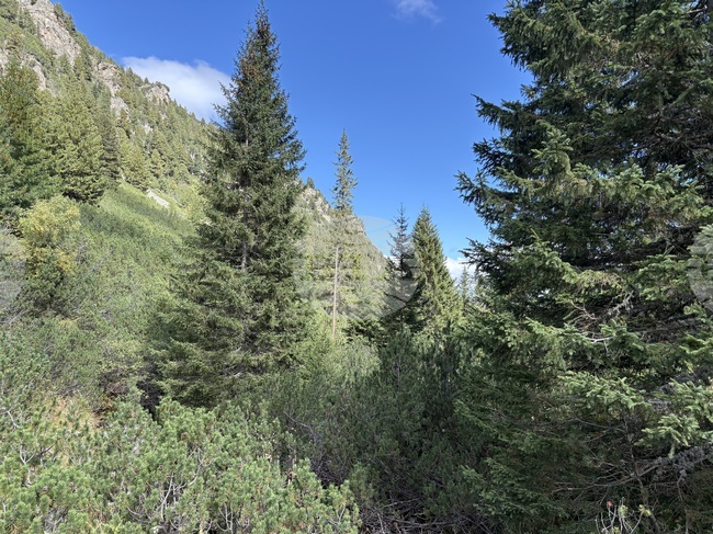 Състоя се 78-ият поход на алпийския клуб „Bulgarischer Alpenclub“