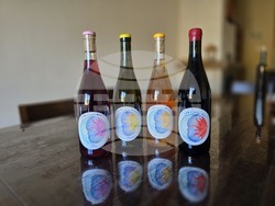 Село Селановци – Винарна „Ахинора“