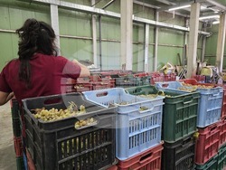 Село Селановци – Винарна „Ахинора“