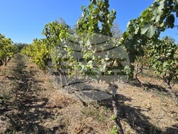 Село Селановци – Винарна „Ахинора“