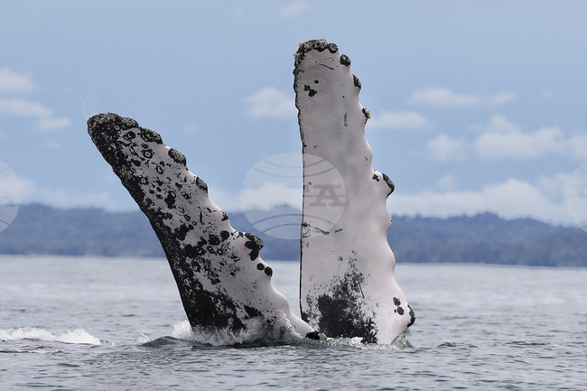 Colombia Whales