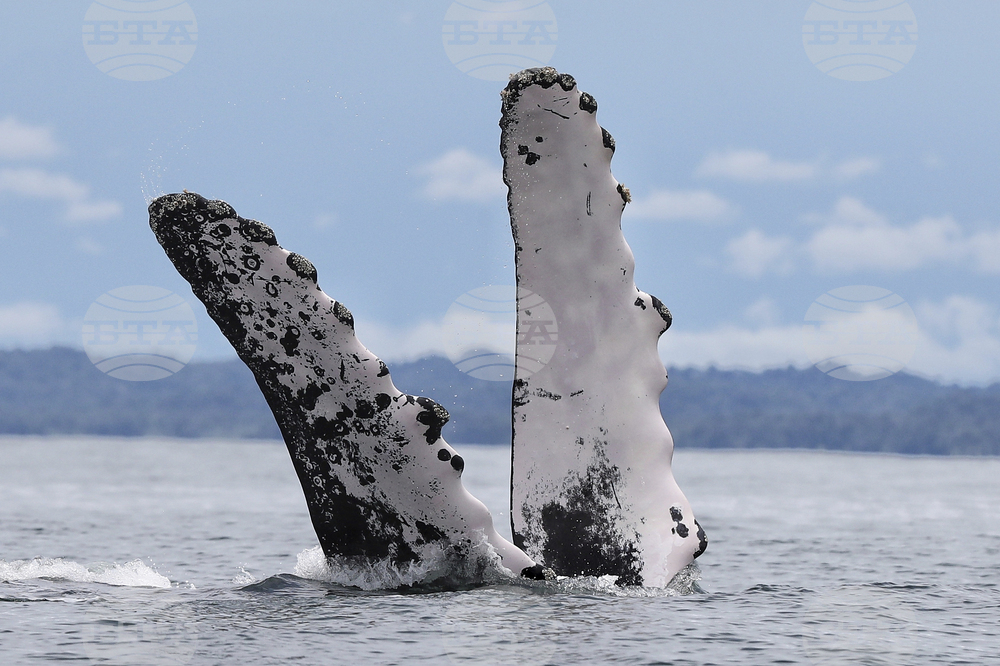 Colombia Whales